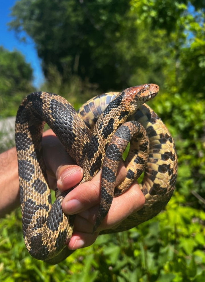 Eastern Fox Snake